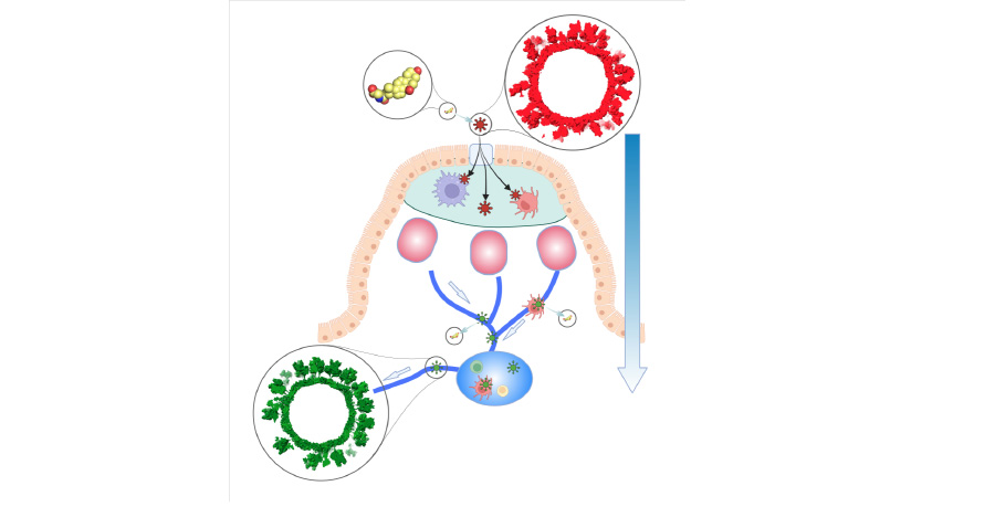 This graphic shows norovirus in red as it moves through the digestive system and becomes green as it moves into circulatory systems and becomes easier to identify.